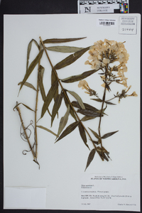 Phlox maculata image