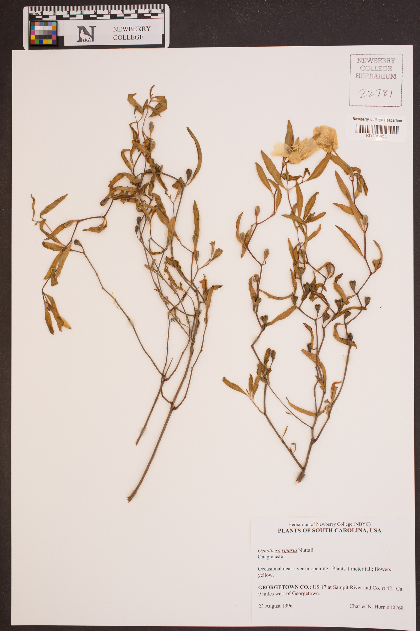 Oenothera riparia image