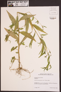 Ludwigia decurrens image