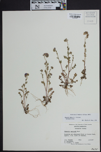 Phacelia maculata image