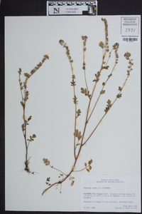 Phacelia maculata image