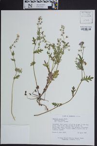 Phacelia purshii image