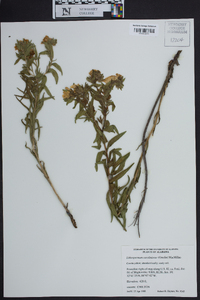 Lithospermum caroliniense image