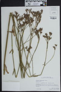 Verbena brasiliensis image