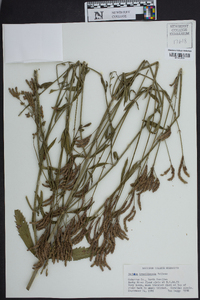 Verbena brasiliensis image