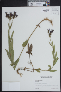 Verbena rigida image