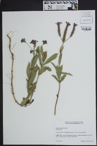 Verbena rigida image