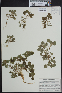 Lamium purpureum image