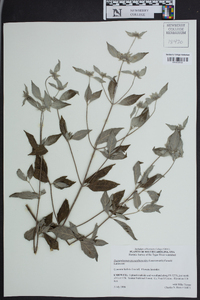 Pycnanthemum pycnanthemoides image