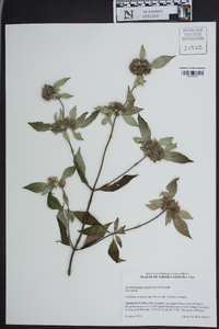 Pycnanthemum beadlei image