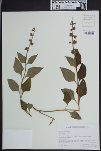 Salvia urticifolia image