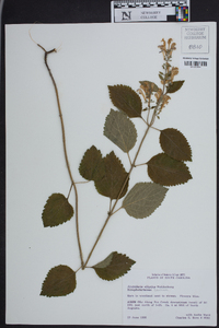 Scutellaria elliptica image