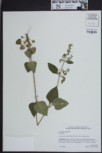 Scutellaria ovata image