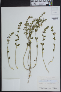 Scutellaria drummondii image