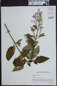 Scutellaria saxatilis image