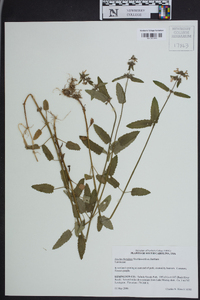 Stachys floridana image