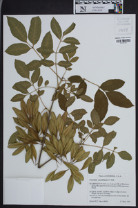 Fraxinus caroliniana image