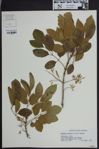 Fraxinus texensis image