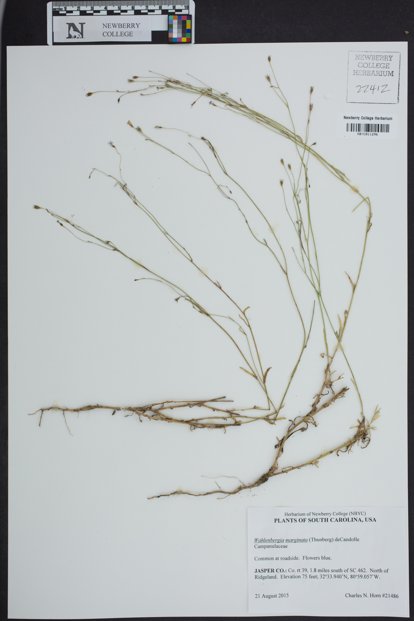 Wahlenbergia marginata image