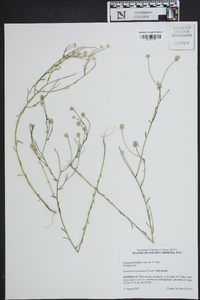 Polygala nuttallii image