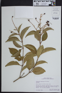 Ligustrum japonicum image