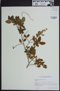 Ligustrum sinense image