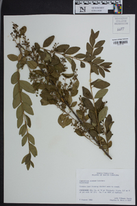 Ligustrum sinense image