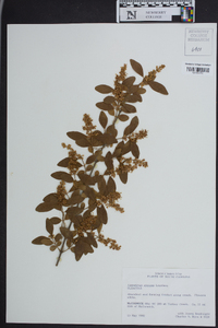 Ligustrum sinense image