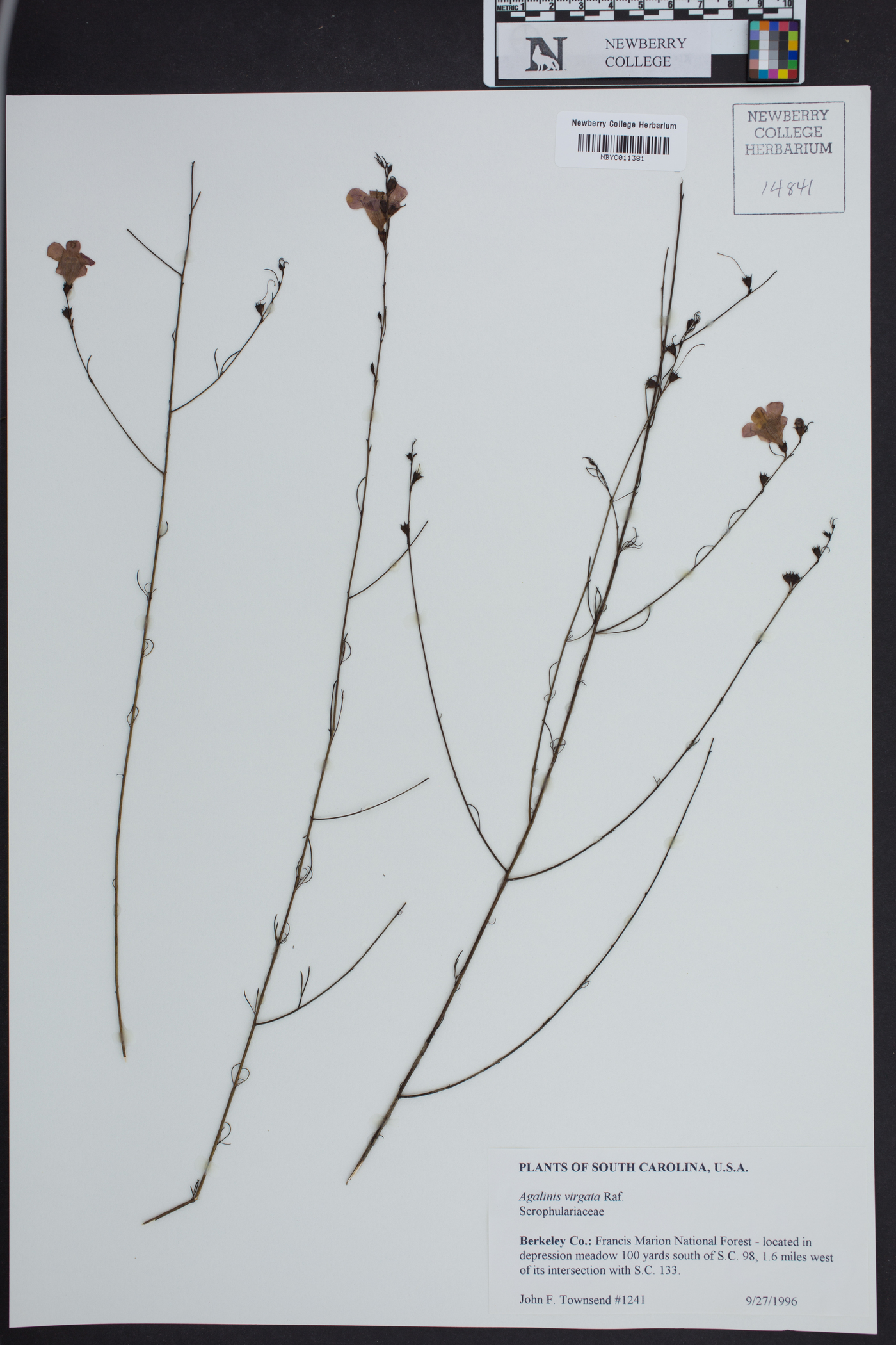 Agalinis virgata image