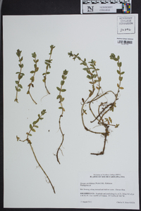 Bacopa caroliniana image