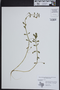 Bacopa monnieri image