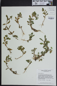 Gratiola virginiana image