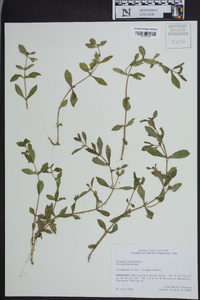 Gratiola virginiana image