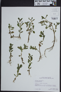 Gratiola virginiana image