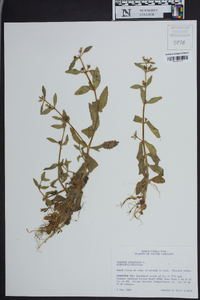 Gratiola virginiana image