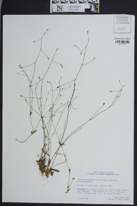 Lindernia monticola image