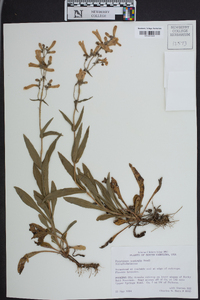 Penstemon australis image