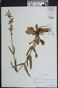 Penstemon australis image