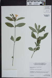 Ruellia caroliniensis image