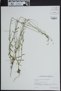 Wahlenbergia marginata image