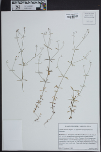 Galium obtusum image