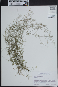 Galium obtusum image