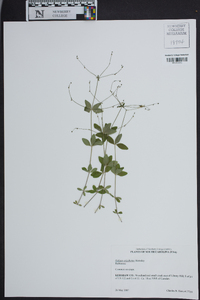 Galium orizabense image