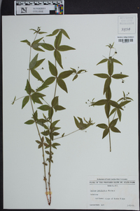 Galium latifolium image