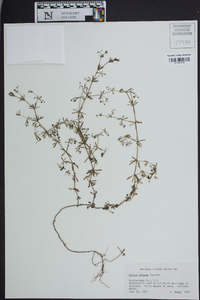 Galium obtusum image