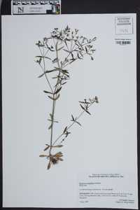 Houstonia longifolia image