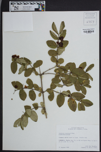 Lonicera morrowii image