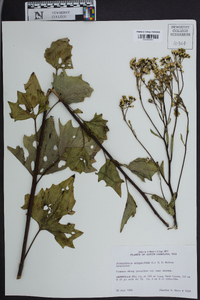 Arnoglossum atriplicifolium image