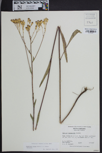 Arnoglossum ovatum image