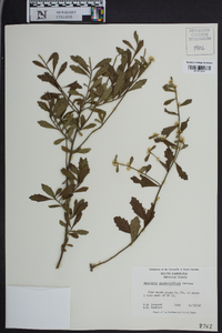 Baccharis glomeruliflora image